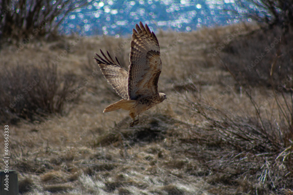 Fototapeta premium Hawk taking flight