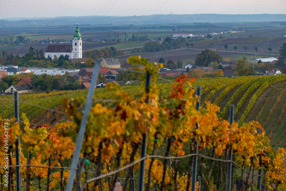 vineyard near Unterretzbach in the Weinviertel region, Lower Austria, Austria