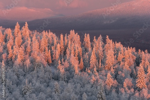 snow-covered trees in the mountains