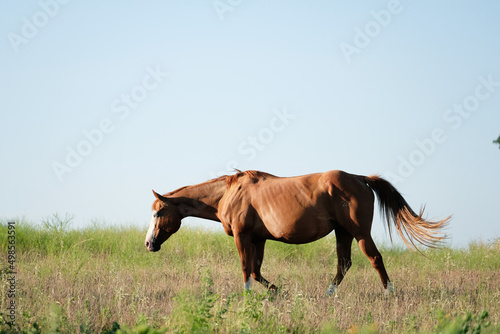 Broodmare in Texas landscape on rural ranch during summer, copy space on background.