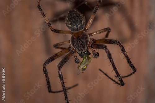 Macro shot of a barn funnel weaver (tegenaria domestica) hanging upside down on a blurred background photo