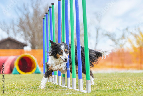 Dog agility training: A border collie dog running obedient through a slalom as an agility obstacle at a dog training park outdoors photo