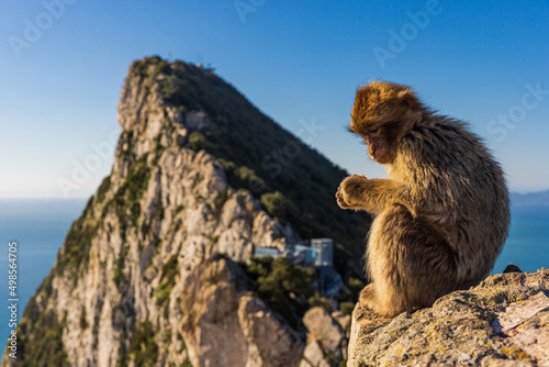 Young Barbery Ape sitting on a rock with the Rock of Gibraltar against the seascape
