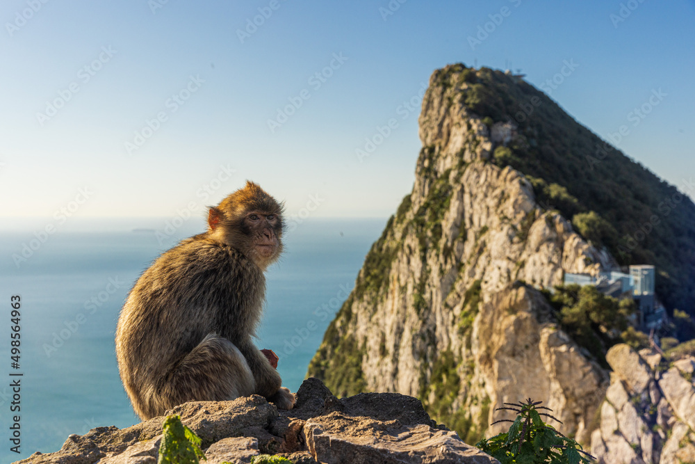 Fototapeta premium Young Barbery Ape sitting on a rock with the Rock of Gibraltar against the seascape