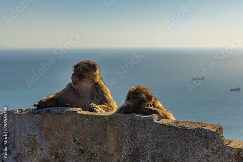 Two wild macaque or Gibraltar monkey enjoying the warmth of the sun on their back.