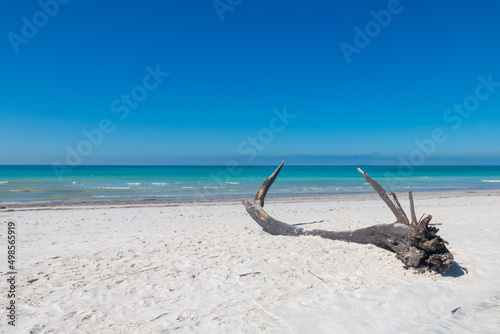 the trunk of an old tree on a beautiful white beach © Daniele