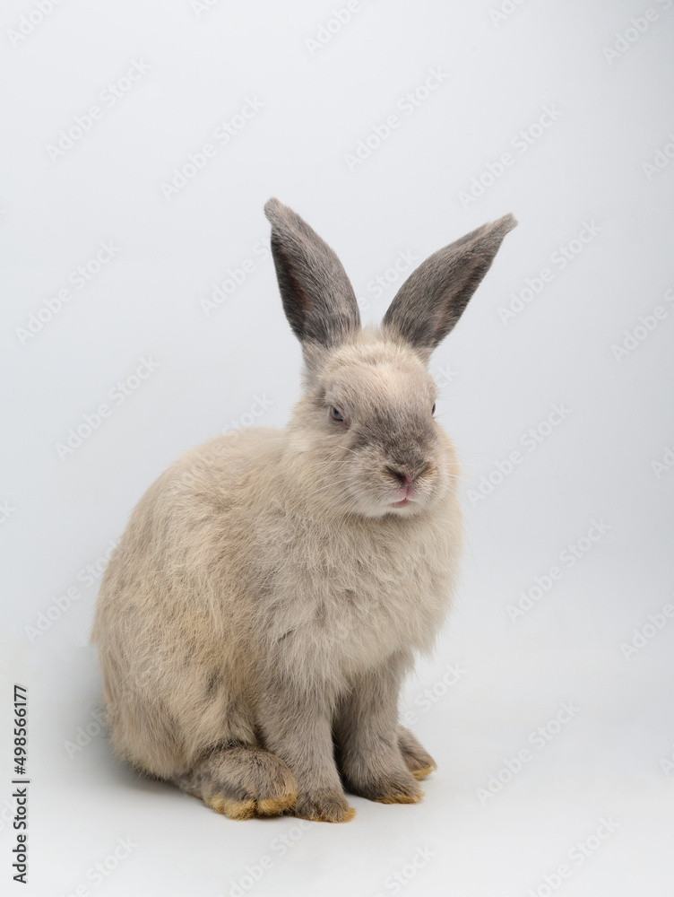 Rabbit sitting against white background