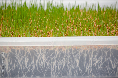 Planting sprouted wheatgrass in a white pot with soil.
 photo