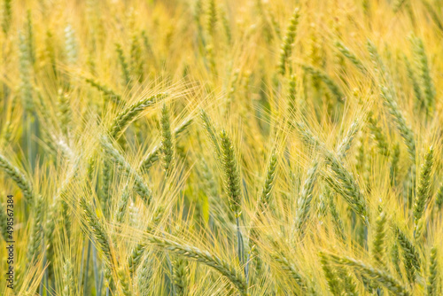 A crop of wheat frowing in Punjab