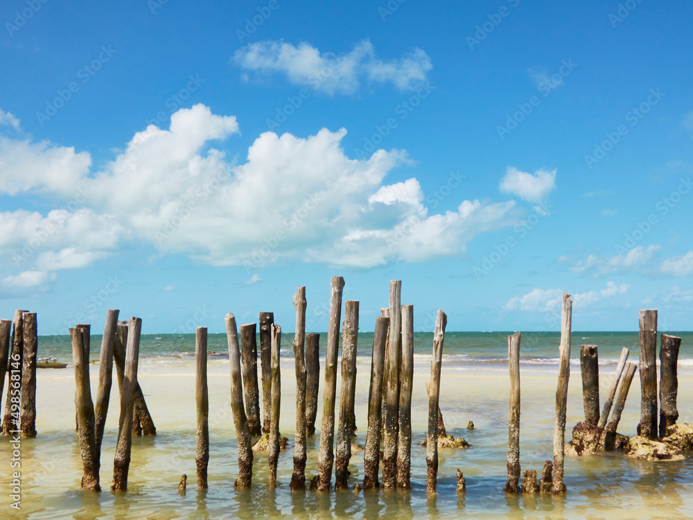 paradisiacal and lonely beach landscape with woods in the sand