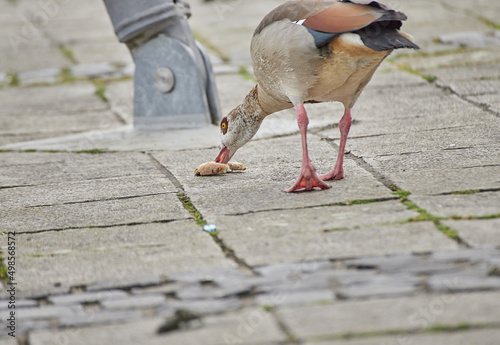 Tablou pe pânză Closeup of the Egyptian goose pecking bread, Alopochen aegyptiaca