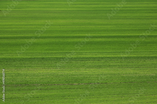 Green Agricultural Field in Spring