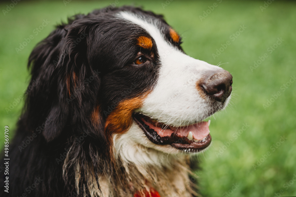 Close up Bernese Mountain Dog outside in the garden on a summer day Close up Bernese Mountain Dog outside in the garden on a summer day