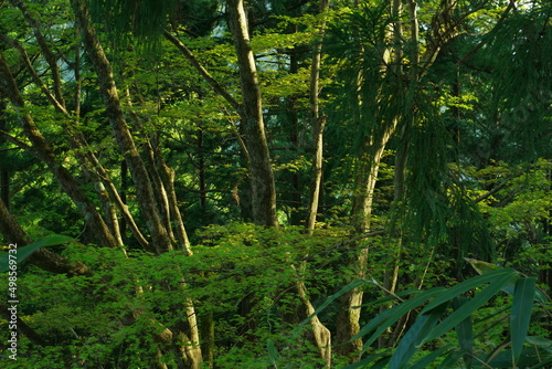 森で生きるもの © bokotosan