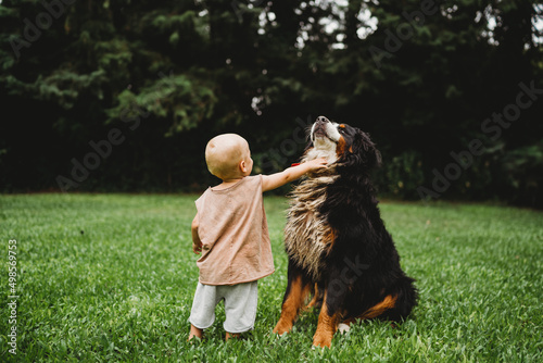 Young child petting his Bernese Mountain Dog outside in summer photo