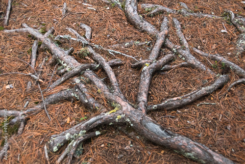 Tangle of coniferous roots on ground covered with yellow dry needles. Old tree receives nutrients from soil surface. Branches dried up, lost their bark from weather and wind. © Koirill