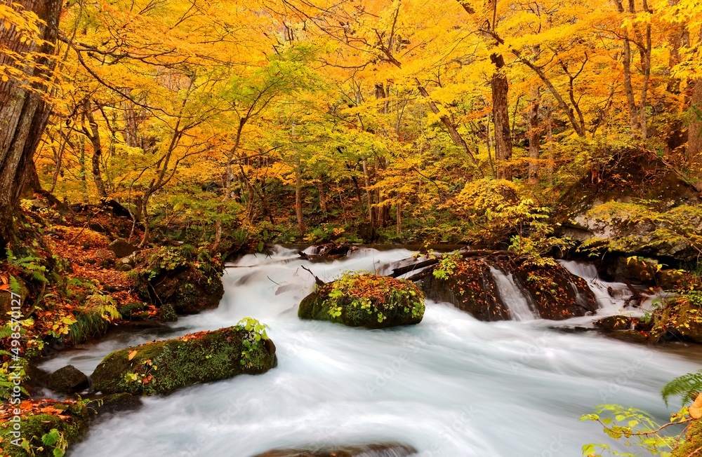 Mysterious Oirase Stream flowing through the autumn forest in Towada ...