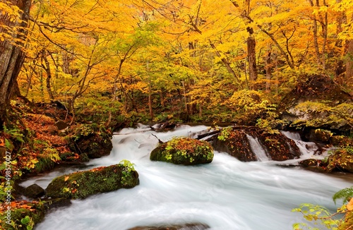 Mysterious Oirase Stream flowing through the autumn forest in Towada Hachimantai National Park in Aomori, Northeastern Japan ~ Beautiful scenery of Japanese countryside in fall season photo