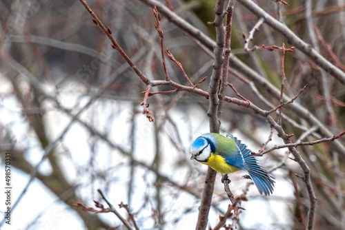 Serious blue tit on a branch spreads its tail and prepares to fly