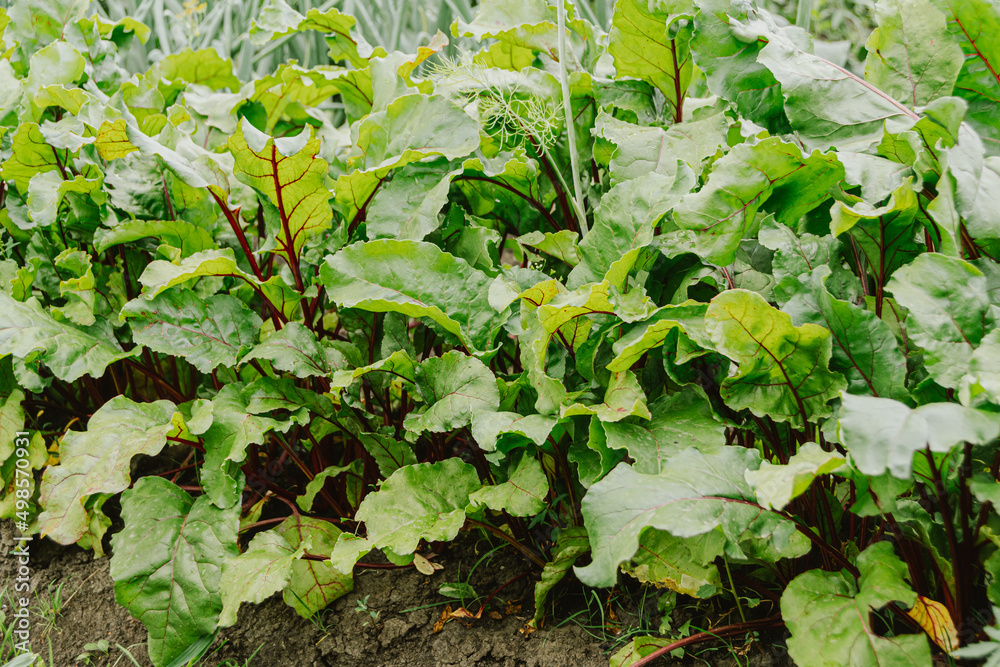 Green beet leaves with purple veins grow on bed. Preparation of harvest in garden. Spring stage of plant development. Ingredient for vegetarian salad Green beet leaves with purple veins grow on bed. Preparation of harvest in garden. Spring stage of plant development. Ingredient for vegetarian salad