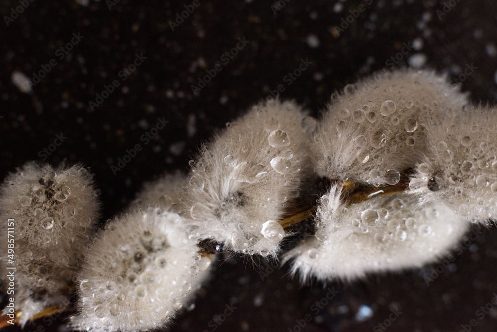 Fluffy willow macro with droplets on black Fluffy willow macro with droplets on black