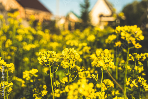 Yellow rapes flowers on sunny summer day. Green leaves and systems for harvesting for animal feed. Ingredient for rapeseed oil. Growing Brassica napus  spring gardening. Fuel for biodiesel.