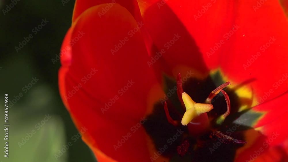 Tulip flowers, pan right from one close up to another