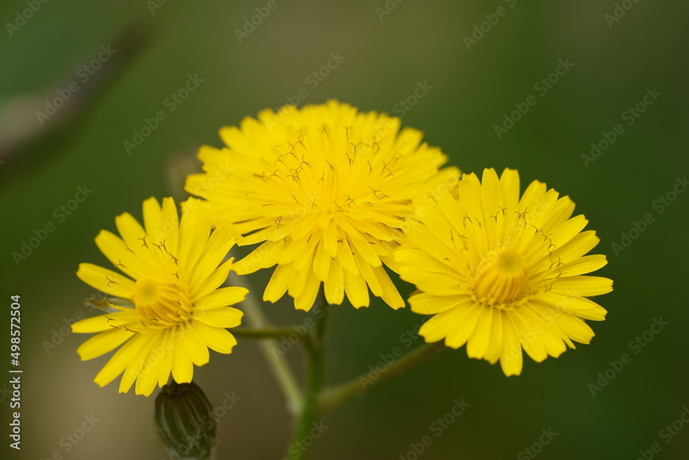 Naklejka premium macro de pissenlit