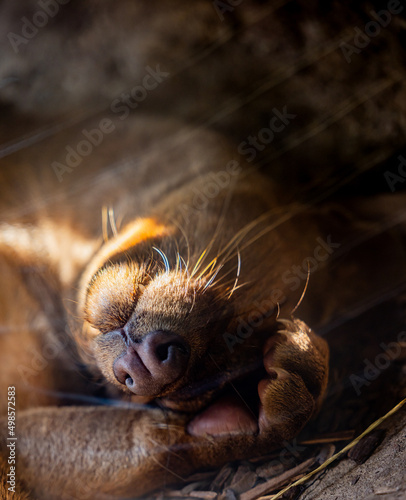 Vertical closeup of a brown fossa sleeping with its hand covering its face from sunlight