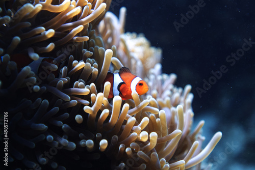 Murais de parede Underwater world with the Ocellaris clownfish near the sea anemone