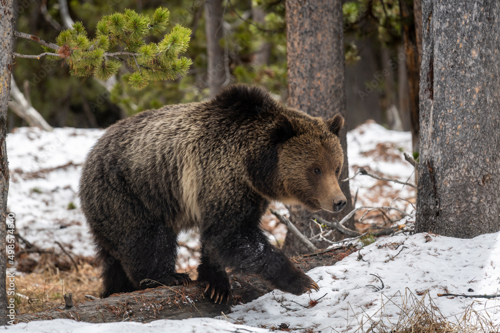 grizzly emerging from winter