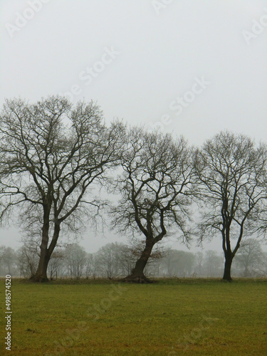 perfekt shot of silhouettes of trees and tree group in a misty foggy moor in east frisia -  mibu photo