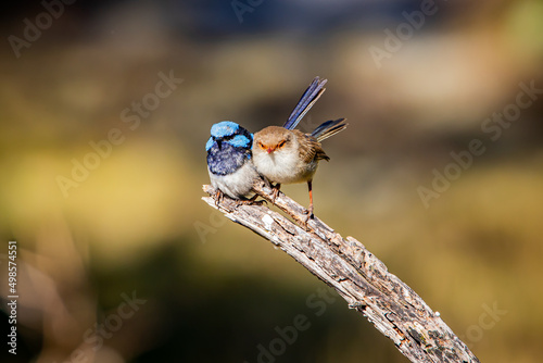 Photography Cute superb fairy wrens couple cuddling on a wood with blurred background