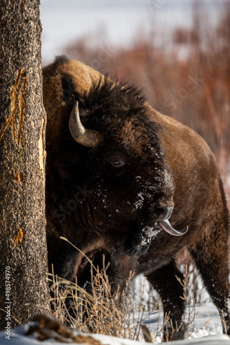 Bison sticking tongue out