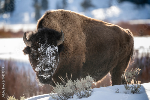 Snowy bison face © Penny Hegyi