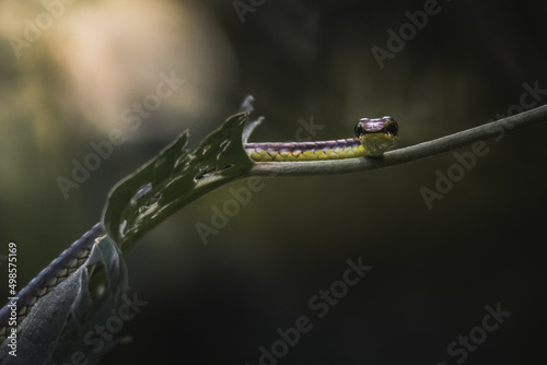 Macro shallow focus shot of a Dendrelaphis pictus snake with blurred background photo