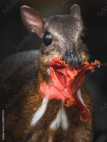 Closeup of Lesser mouse-deer eating a leaf photo