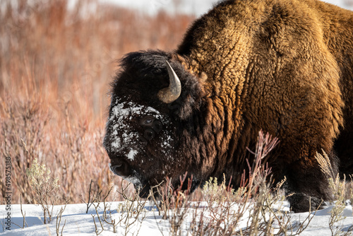 Bison snow on face