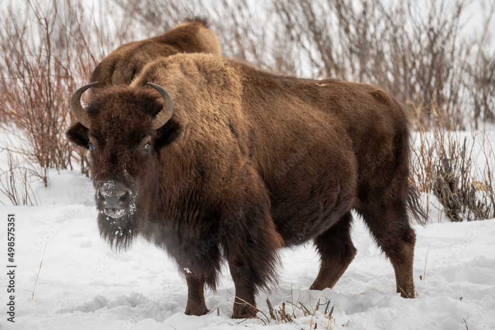 Bison in the snow Bison in the snow