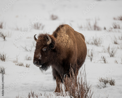 Bison snow standing