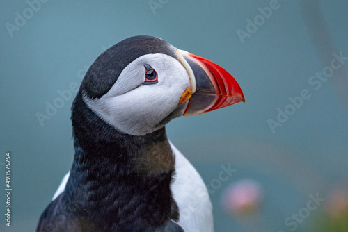 Puffin portrait at Fowlsheugh RSPB near Stonehaven in Scotland photo