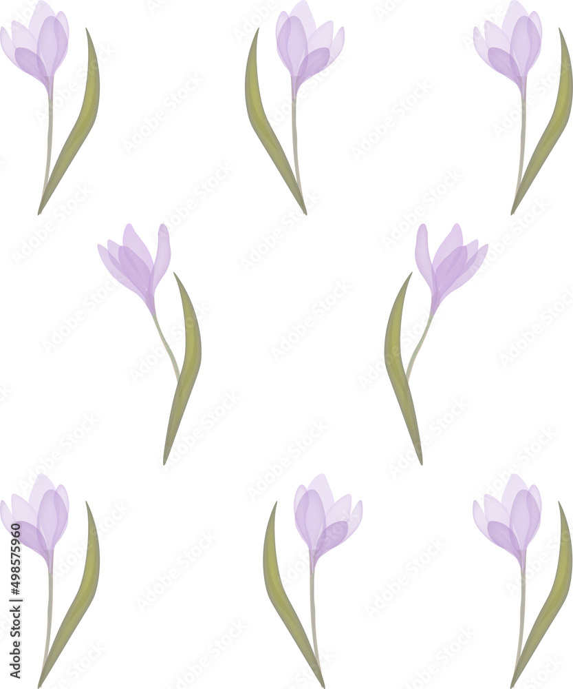 purple delicate crocuses beautiful flowers purple delicate crocuses beautiful flowers