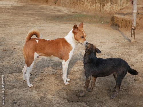 dog and dogy photo