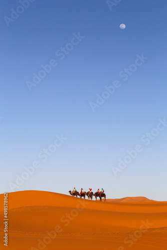 Camels in the desert
