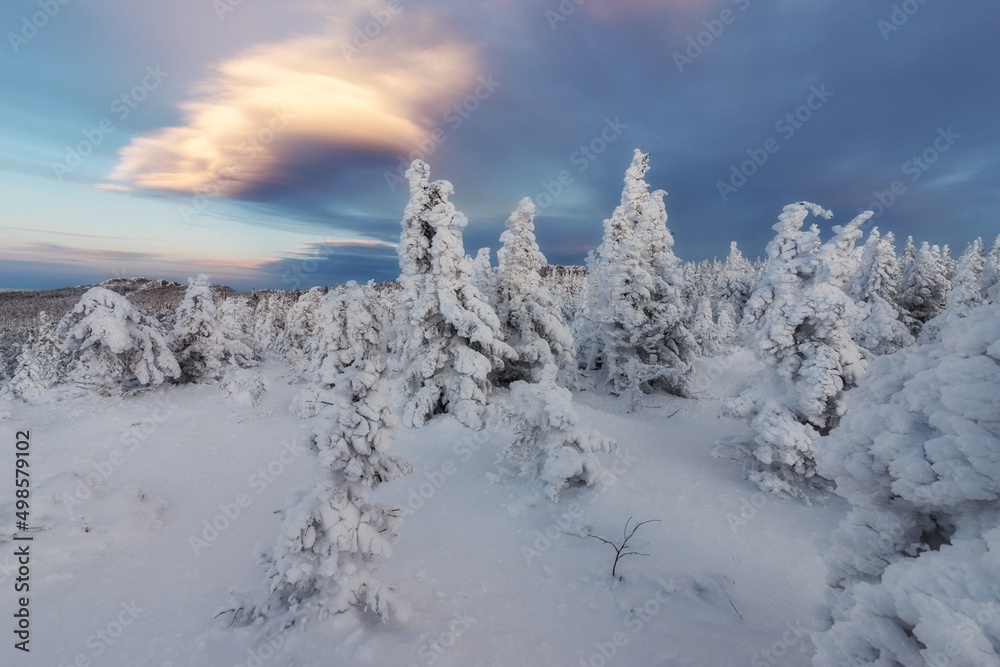 winter landscape in the mountains