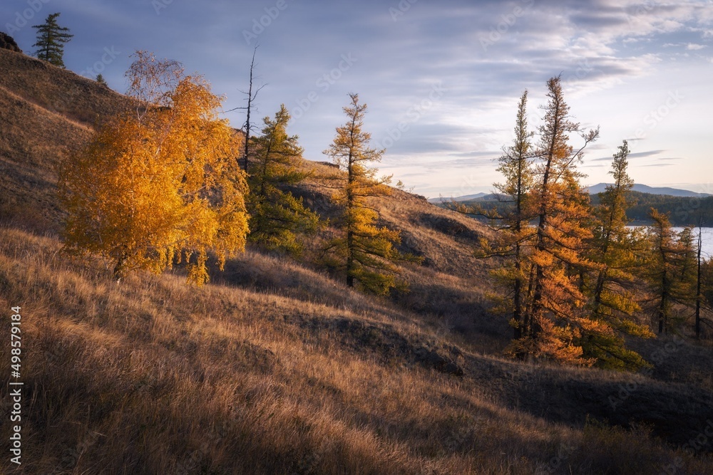 Fototapeta premium autumn forest in the mountains