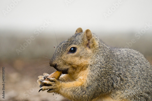 Slika na platnu Closeup shot of a squirrel