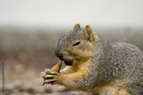 Fotografija Closeup shot of a squirrel