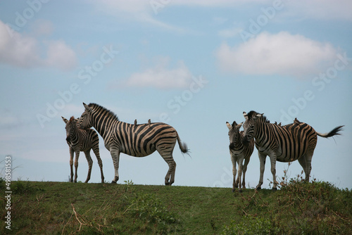 Herd of zebras walking in the wilderness