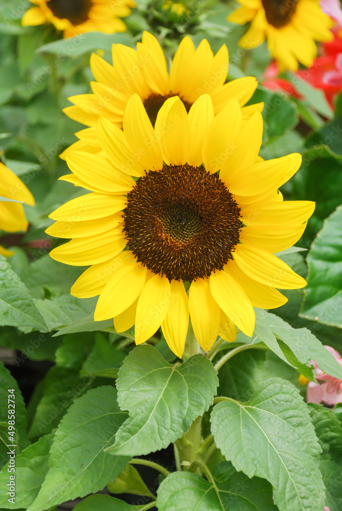 Obraz premium Helianthus annuus, small and potted sunflowers. small flower size